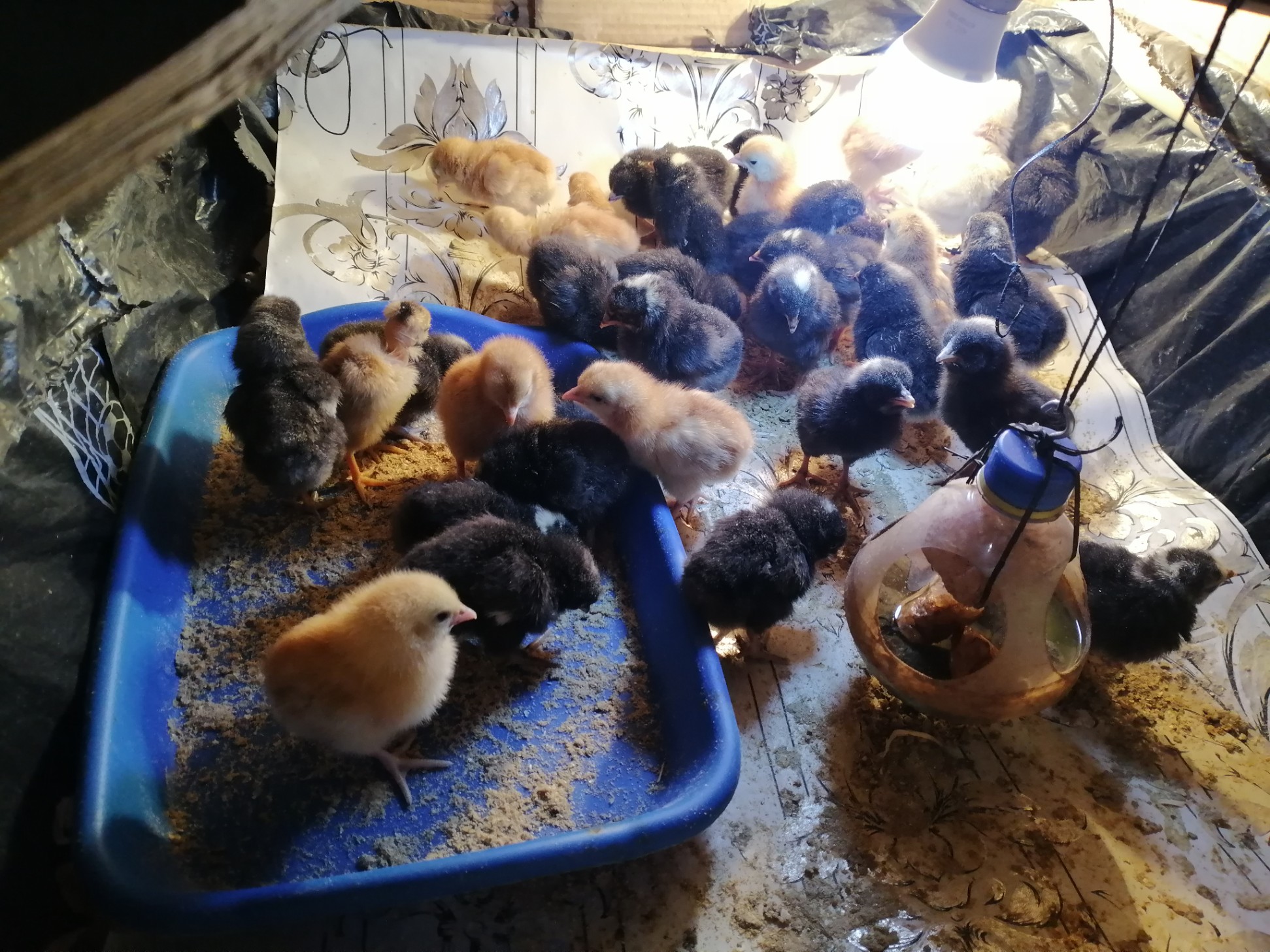 Day-Old Chicks