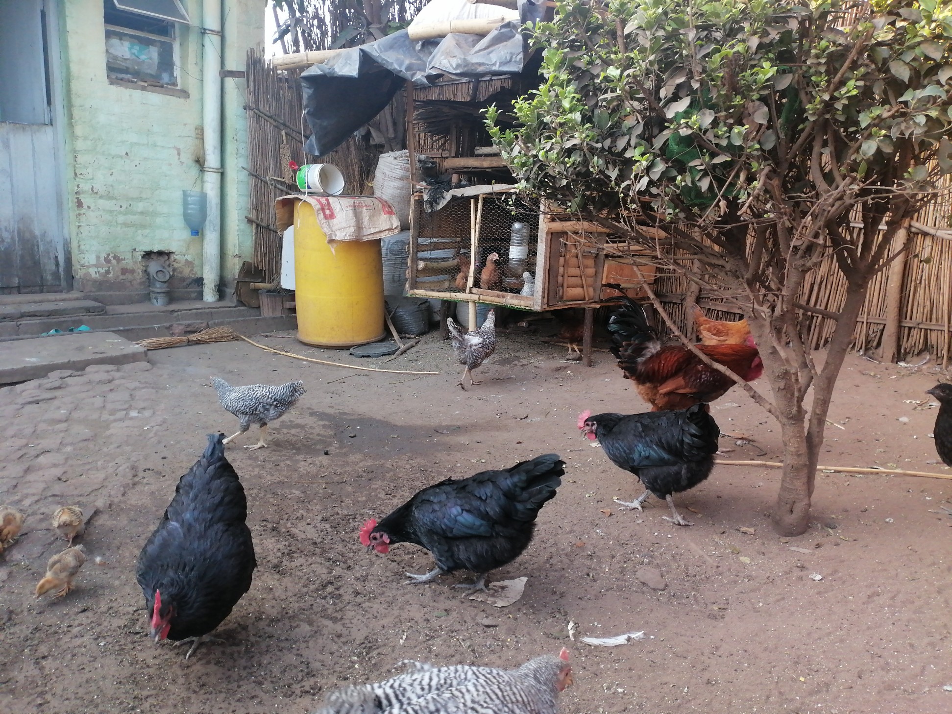 Live Chickens